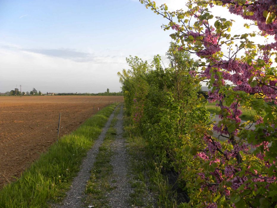 chemin-randonnée