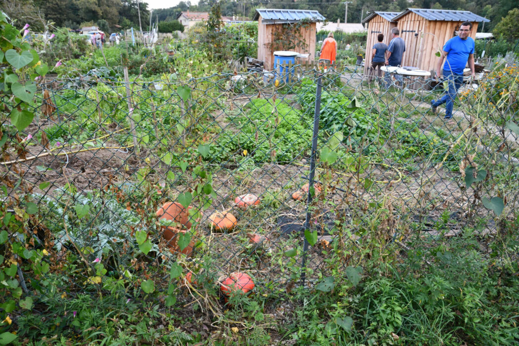 concours de citouille des jardins familaux et jardin bio 03.10 (8)