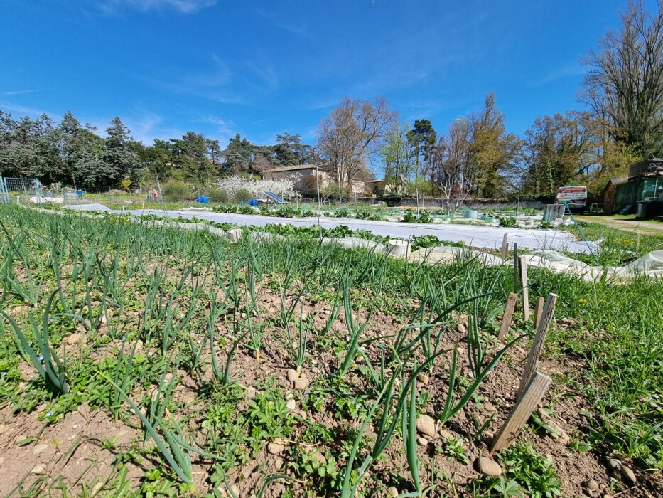 fabrice cabu-jardin du colombier (15)