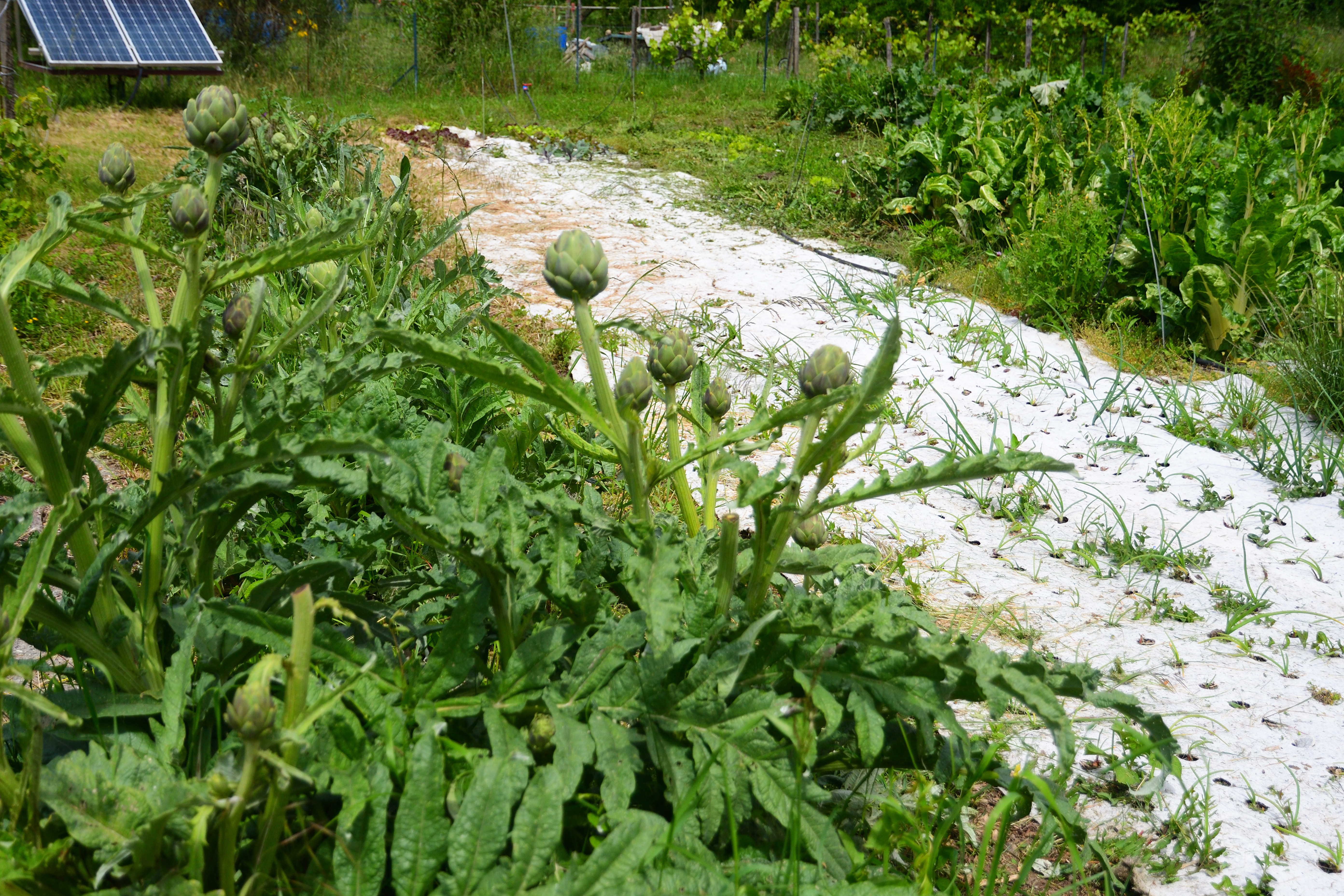 animation jardin du colombier avec ecolerimaire (18)
